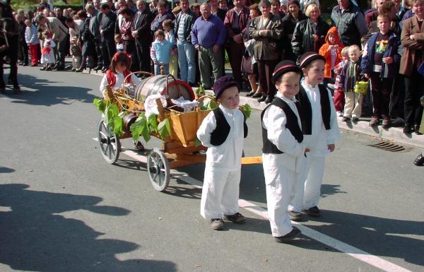 Branje grozdja u Pregradi