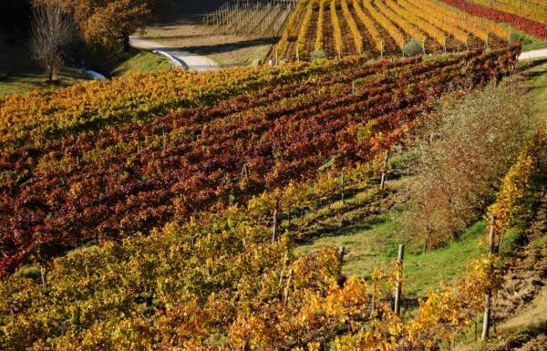 Istarski vinari  i Turistička zajednica Istre ponovno na Merano Wine Festivalu