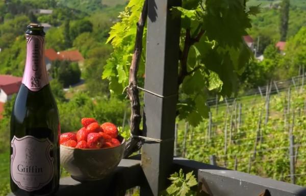 Vinari zagrebačke županije