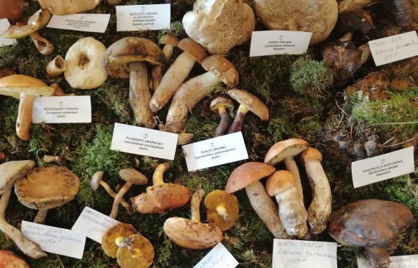 Fungi vikend u Lonjskom polju, 26. – 27.9.