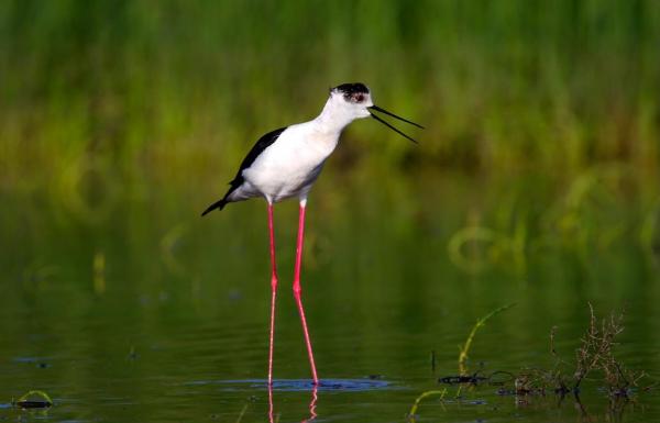 BEST SUSTAINABLE DESTINATIONS FOR BIRDWATCHING 