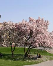 Zagreb, Tanocki