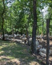 Gospodarstvo Paljevine