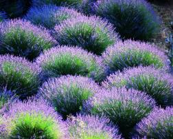 Lavanda