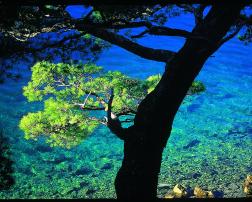 Mljet