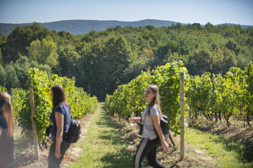 Matija Turkalj 'Slavonija i Podravina, wine not!?'