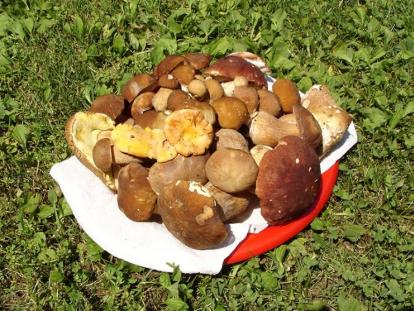 Sustav turističkih zajednica Tradicionalna Ivanečka gljivarijada