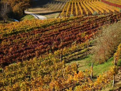 Istarski vinari  i Turistička zajednica Istre ponovno na Merano Wine Festivalu