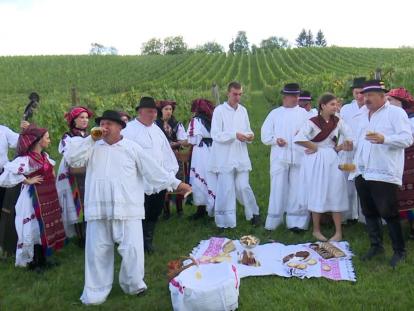 Sustav turističkih zajednica Stupnička berba grožđa
