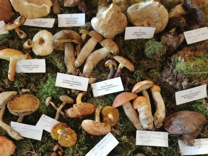 Fungi vikend u Lonjskom polju, 26. – 27.9.