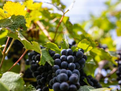 Ružica Vinodola
