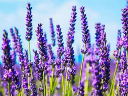 Lavanda Hvar