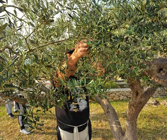 Prvo svjetsko prvenstvo u branju maslina, Postira, otok Brač