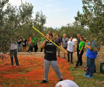 Prvo svjetsko prvenstvo u branju maslina, Postira, otok Brač
