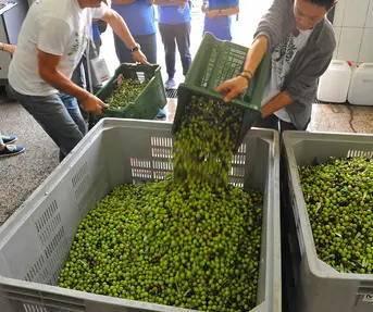 Prvo svjetsko prvenstvo u branju maslina, Postira, otok Brač