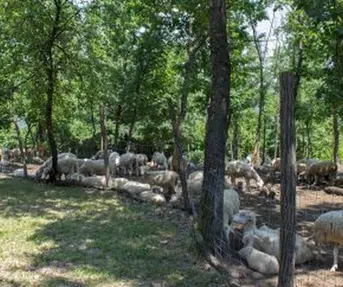 Gospodarstvo Paljevine