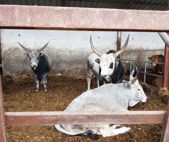 Govedo podolac u Vardarcu